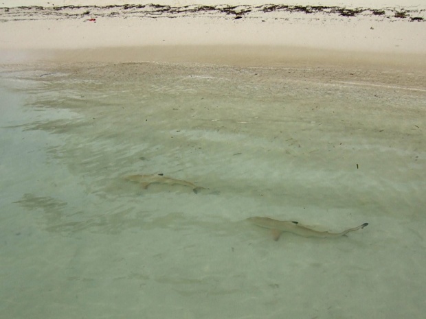 Акулята черноперой акулы. Остров Kuramathi.
