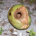 Работа кокосовой мышки