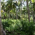 Пальмы на острове Калуса