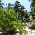 Растительность на острове Калуса