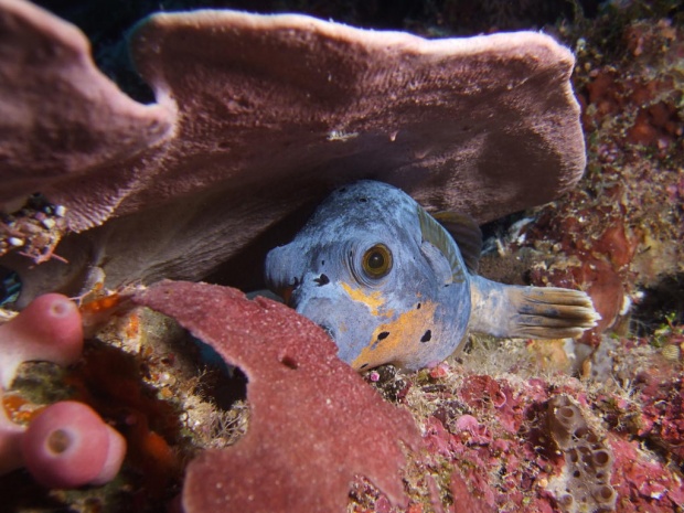 Рыбка фугу с человеческими глазами (Black-spotted rufferfish (Arothron nigropunctatus))