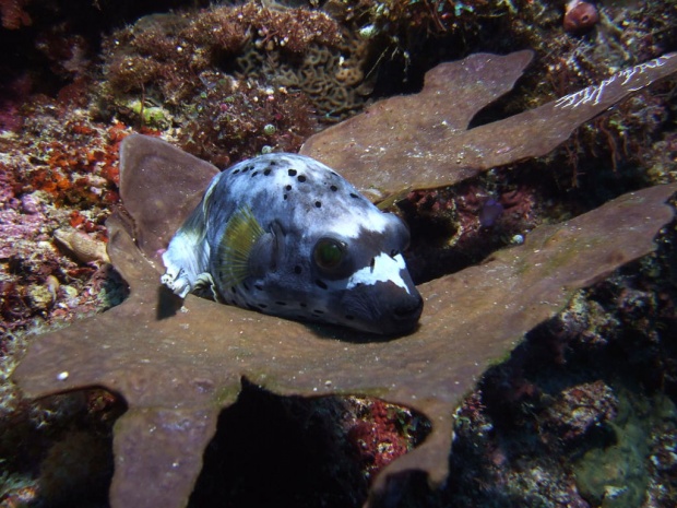 Спящая рыбка фугу (Black-spotted rufferfish (Arothron nigropunctatus))