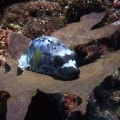 Спящая рыбка фугу (Black-spotted rufferfish (Arothron nigropunctatus))