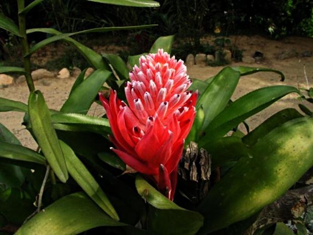 Экзотический цветок - Бильбергия пирамидальная (Billbergia pyramidalis)