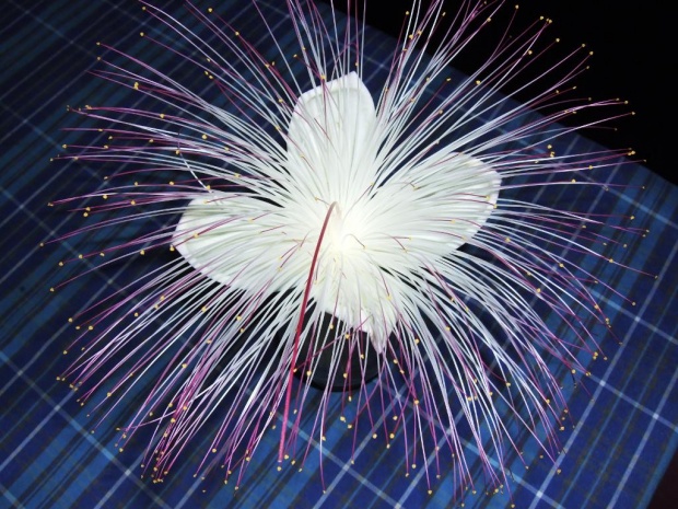 Экзотический цветок - Баррингтония азиатская (Barringtonia asiatica)