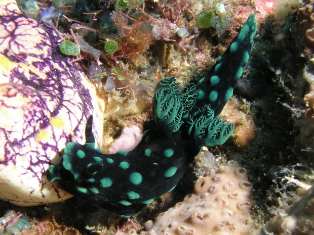 Голожаберный моллюск (Nembrotha cristata)