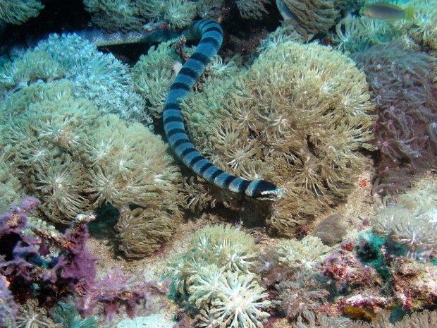 Морская змея (Banded Sea Snake (Laticauda colubrina))