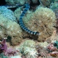 Морская змея (Banded Sea Snake (Laticauda colubrina))