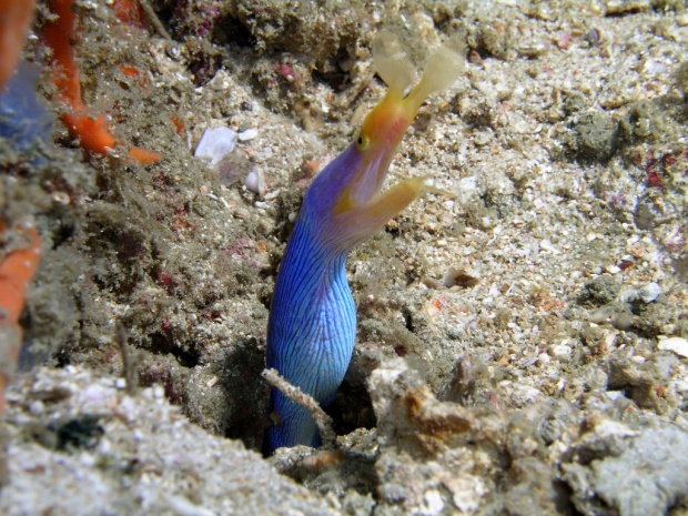 Муренка (Blue Ribbon eel (Rhinomuraena quaesita)
