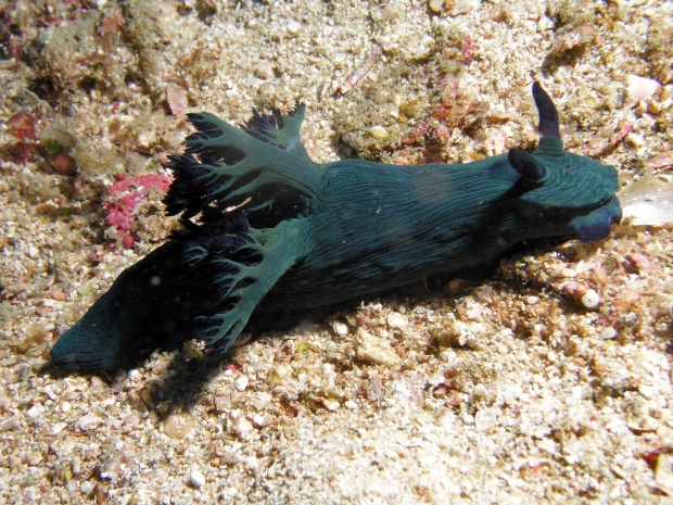 Голожаберный моллюск (Nudibranch (Tambia sp.)