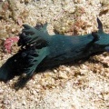 Голожаберный моллюск (Nudibranch (Tambia sp.)