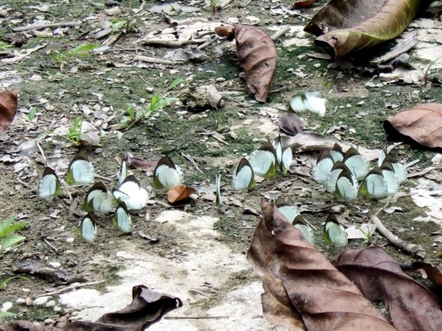 Бабочки на водопое