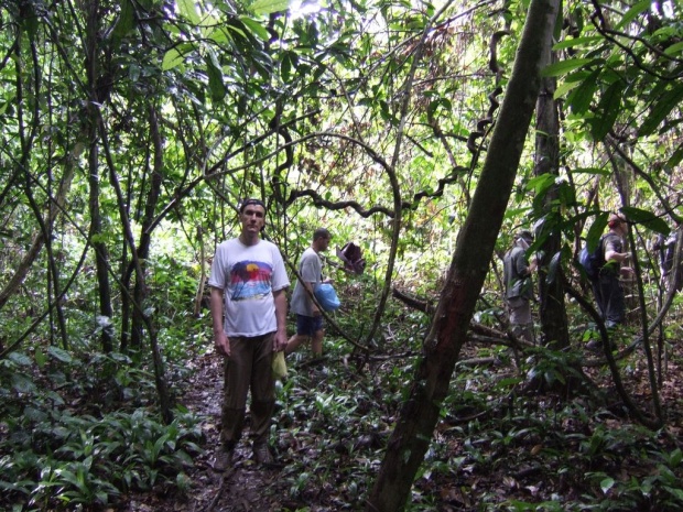 Лианы в джунглях Сукао