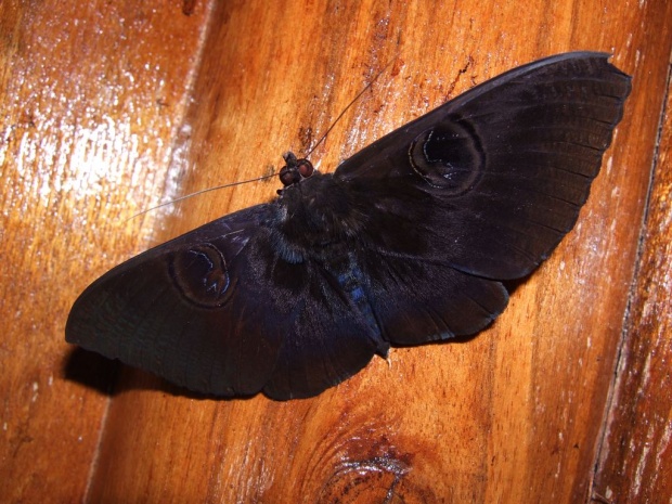 Ночная бабочка Erebus caprimulgus (Erebidae)