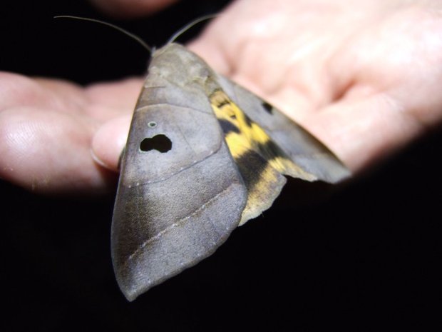 Ночная бабочка Thyas coronata (Noctuidae)