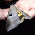 Ночная бабочка Thyas coronata (Noctuidae)