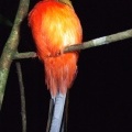 Спящая птица (Scarlet-rumped Trogon)