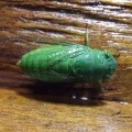 Цика́да Dundubia vaginata (Cicadidae)