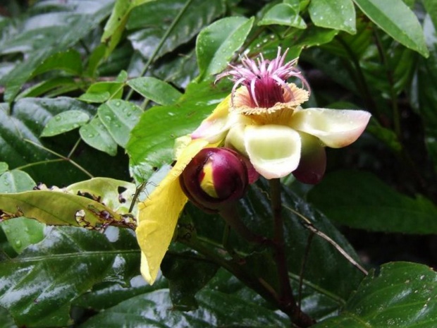 Цветок джунглей (Dillenia alata / Дилления крылатая) 