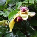 Цветок джунглей (Dillenia alata / Дилления крылатая) 