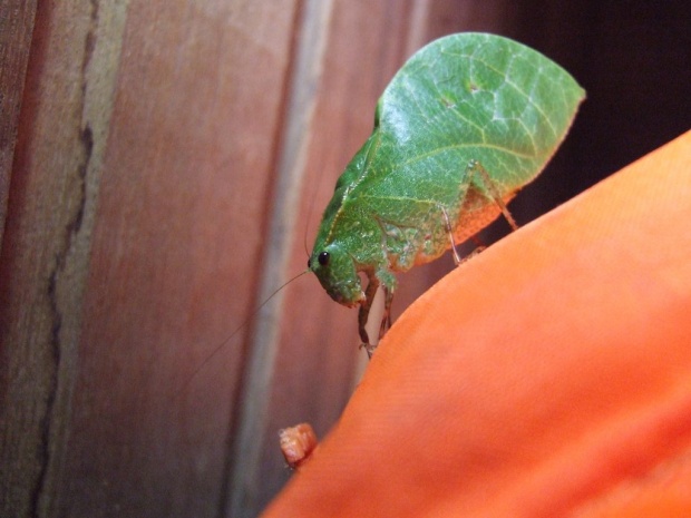 Зверек )) (False leaf katydid (Tettigoniidae, Phaneropterinae)