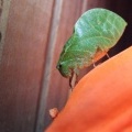 Зверек )) (False leaf katydid (Tettigoniidae, Phaneropterinae)