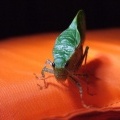 Зверек (False leaf katydid (Tettigoniidae, Phaneropterinae)