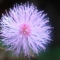 Мимоза (Mimosa pudica)