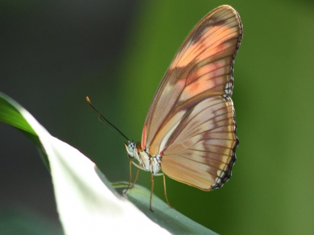 Тропическая бабочка Julia (Dryas iulia)