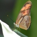 Тропическая бабочка Julia (Dryas iulia)