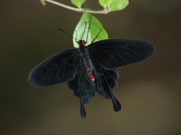 Тропическая бабочка Пурпурная роза (Pachliopta kotzebuea)