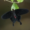 Тропическая бабочка Пурпурная роза (Pachliopta kotzebuea)