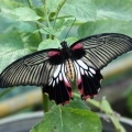 Тропическая бабочка - Парусник мемнон (Papilio memnon)