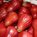 Восковые яблоки или сизигиум (Малайское яблоко или Ямбоза / Syzygium malaccense) 