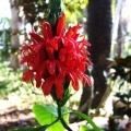 Юстиция красная (Justicia coccinea / Acanthaceae, Pachystachys coccinea)
