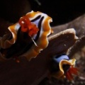Голожаберник Chromodoris quadricolor