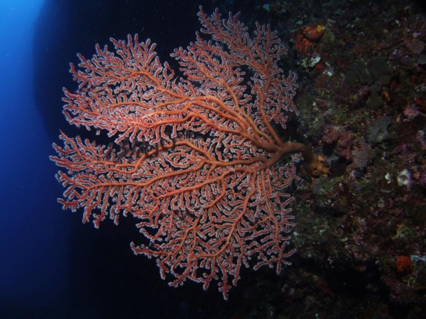 Коралл горгонария
