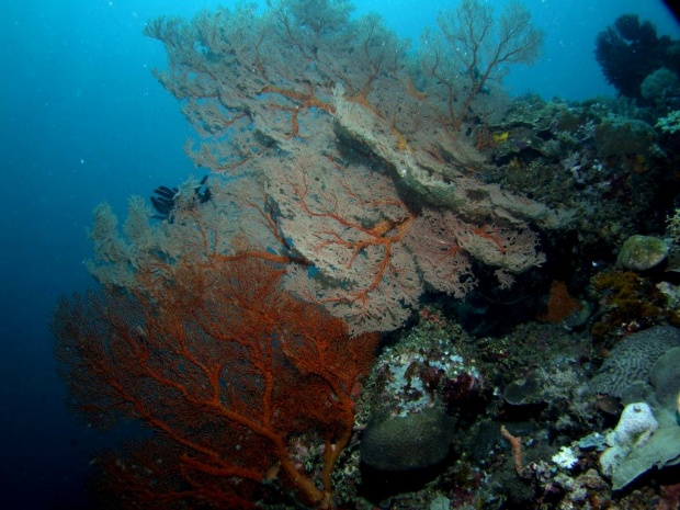 Кораллы горгонарии
