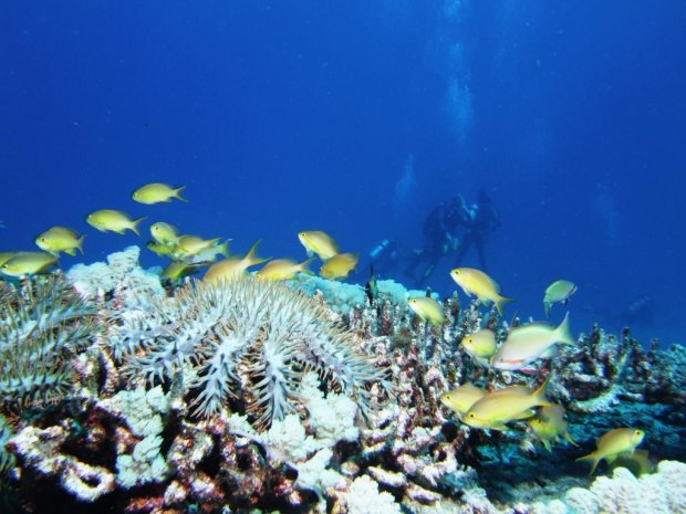 Морская звезда - терновый венец ест кораллы