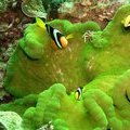 Анемона с анемоновыми рыбками