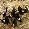 Бабочки Papilio sataspes в компании Pathysa nomius
