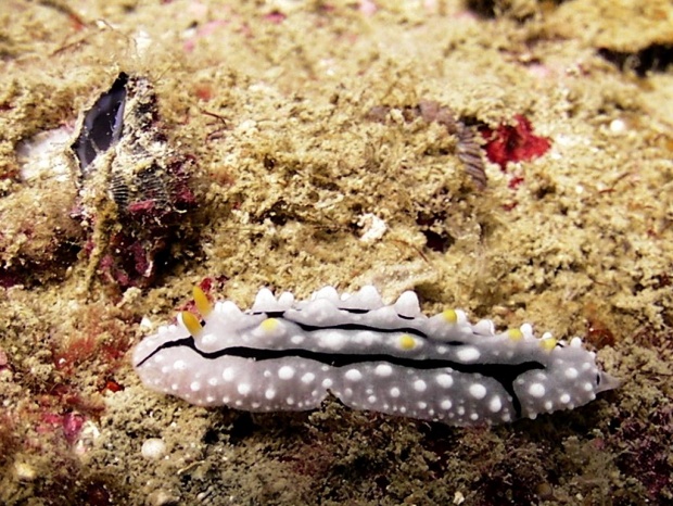 Голожаберный моллюск Phyllidia elegans