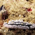 Голожаберный моллюск Phyllidia elegans