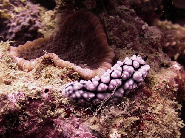 Голожаберный моллюск Пузырчатая филлидия (Phylidiella pustulosa)