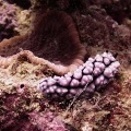 Голожаберный моллюск Пузырчатая филлидия (Phylidiella pustulosa)