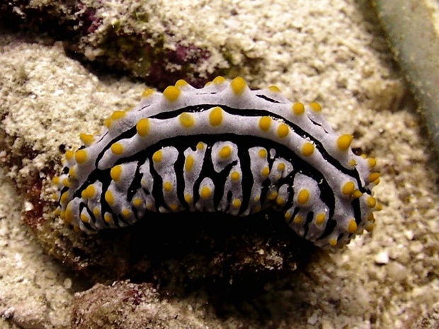 Голожаберный моллюск Phyllidia varicosa