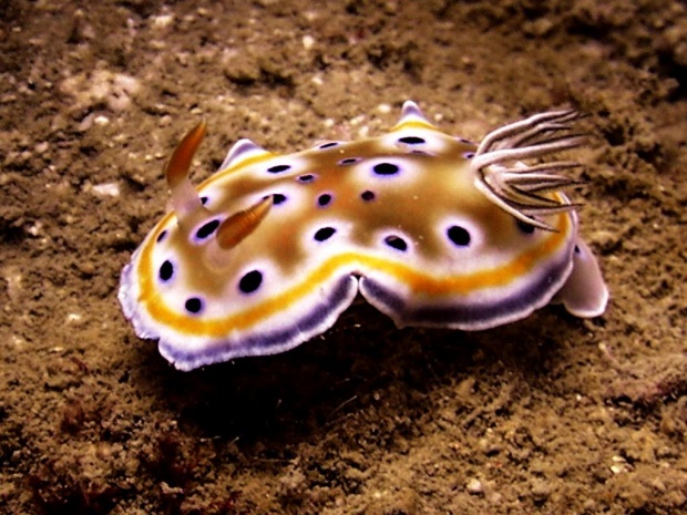 Голожаберный моллюск Risbecia tryoni