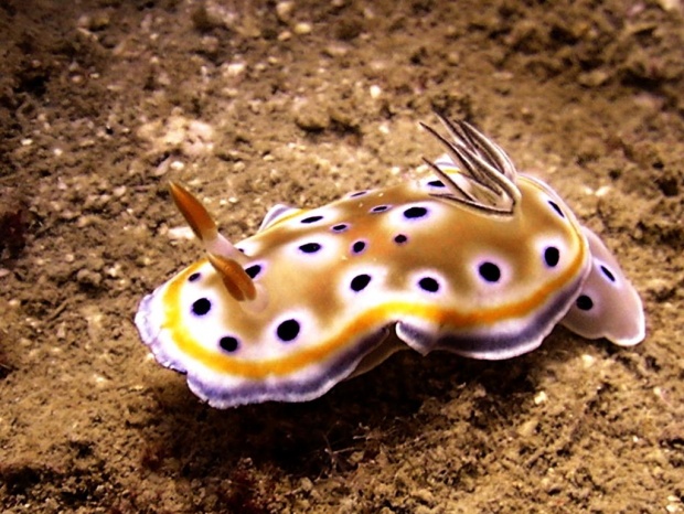 Голожаберный моллюск Risbecia tryoni