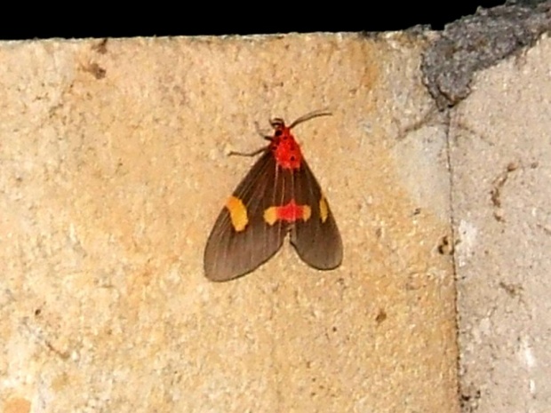 Ночная бабочка Tinoliodes dehanna (Pagenstecher, 1885)