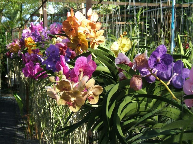 Орхидеевая ферма в Таиланде. Ванды.